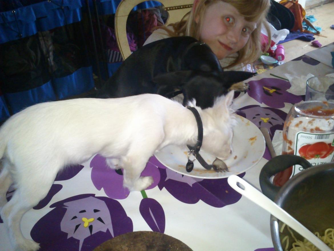 Chihuahua Zip billede 11