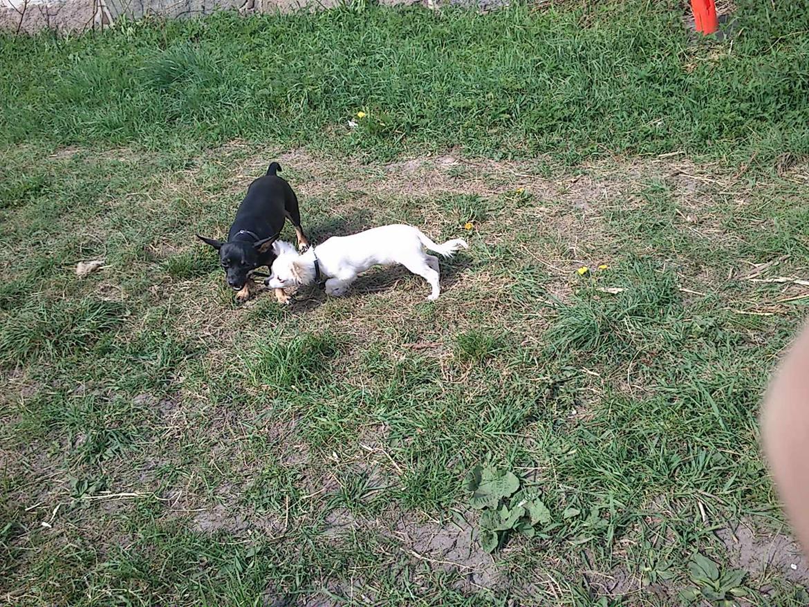 Chihuahua Zip billede 13