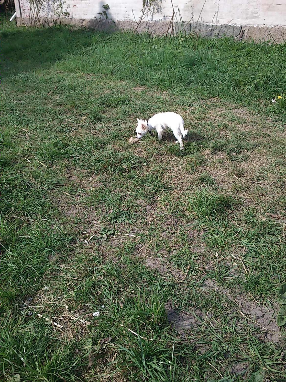 Chihuahua Zip billede 14