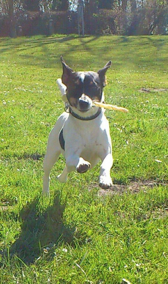 Dansk svensk gaardhund Bodil Kær billede 3