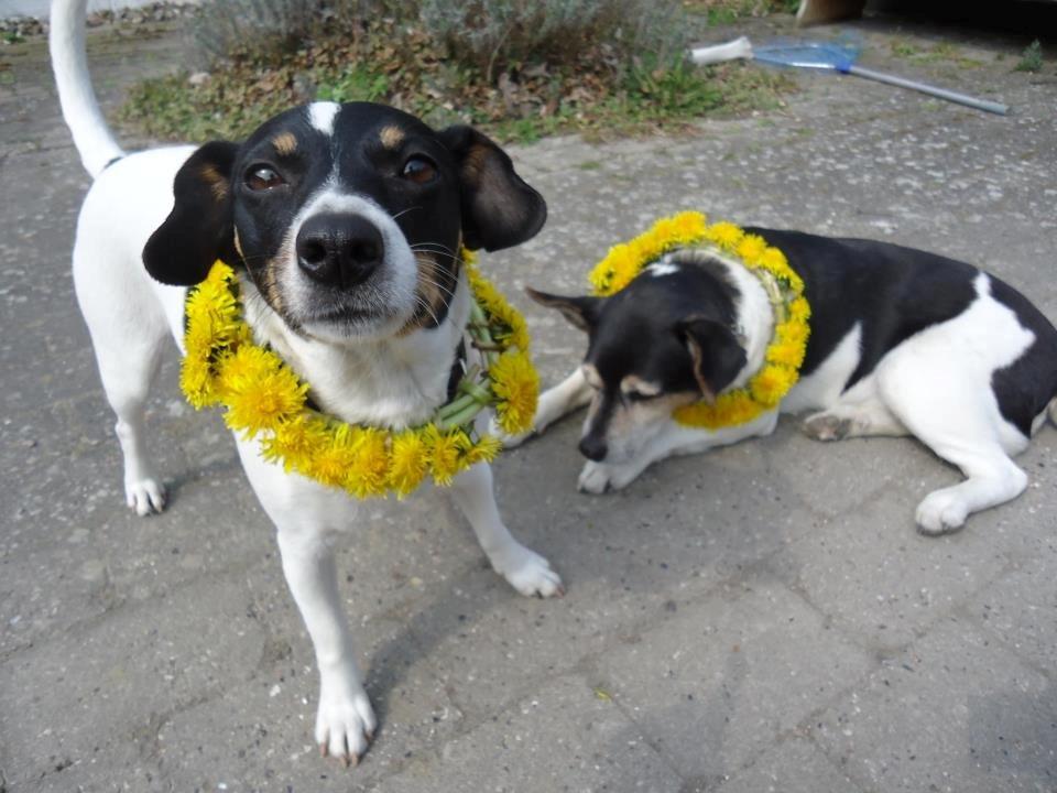 Dansk svensk gaardhund Bodil Kær billede 5