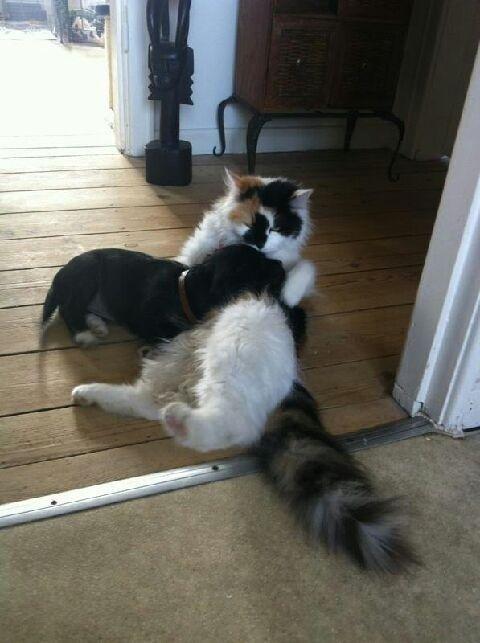 Blanding af racer Jessy - Fra Jessy var hvalp billede 10