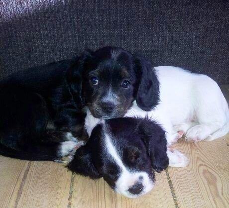 Blanding af racer Jessy - Jessy som lille hvalp inden jeg fik hende billede 11