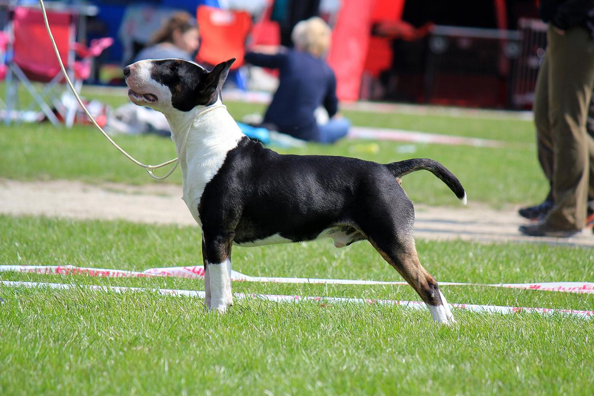 Bullterrier Bullos Agile Runner Casey by Disney - 19 mdr. Roskilde int. DKK billede 3