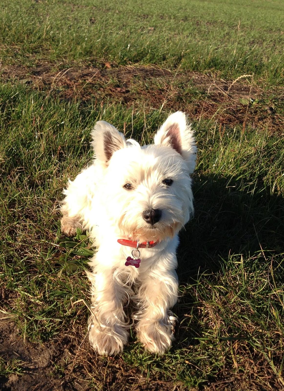 West highland white terrier Ronya (Excuse me) billede 15