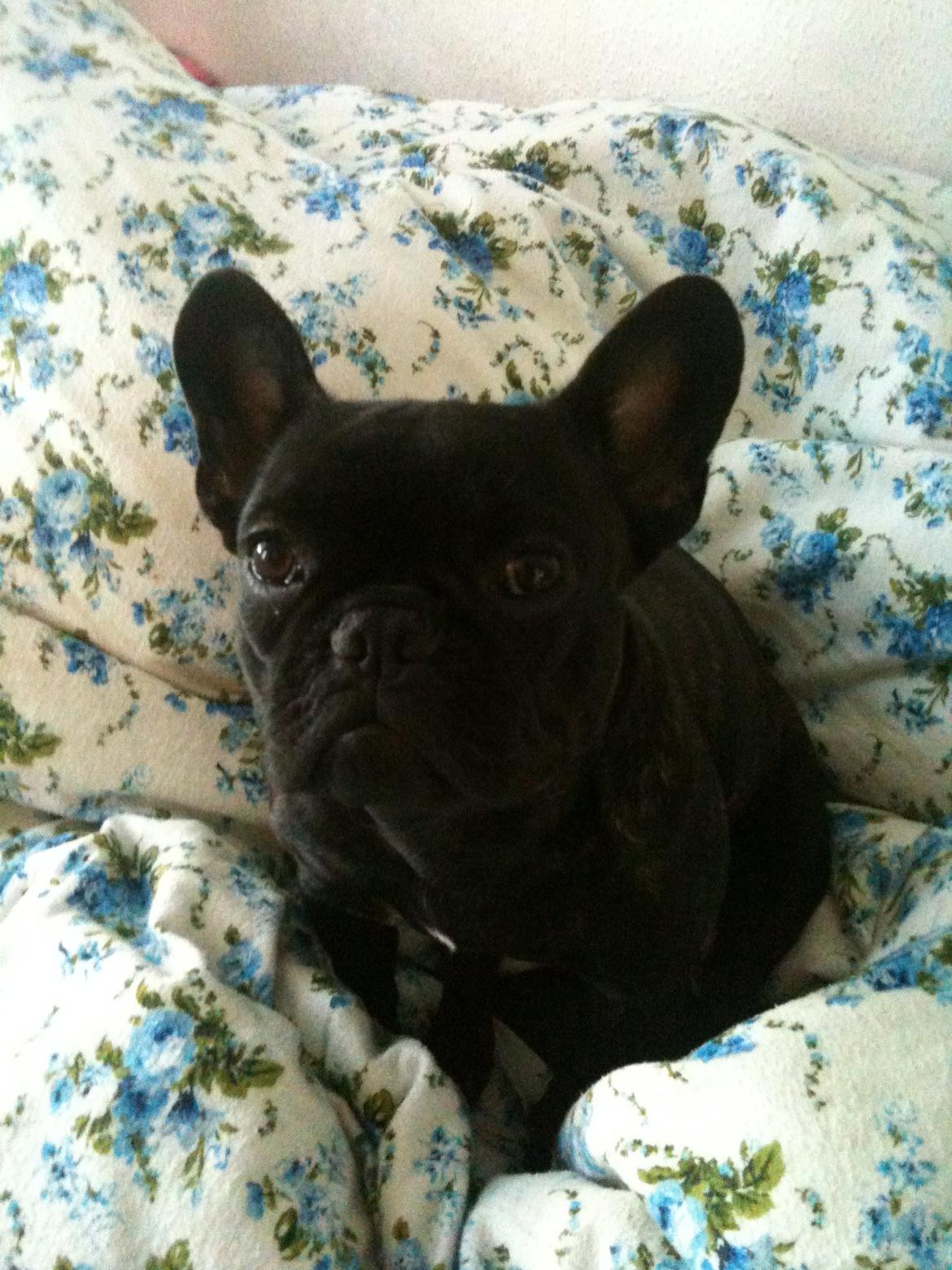 Fransk bulldog Norah billede 4