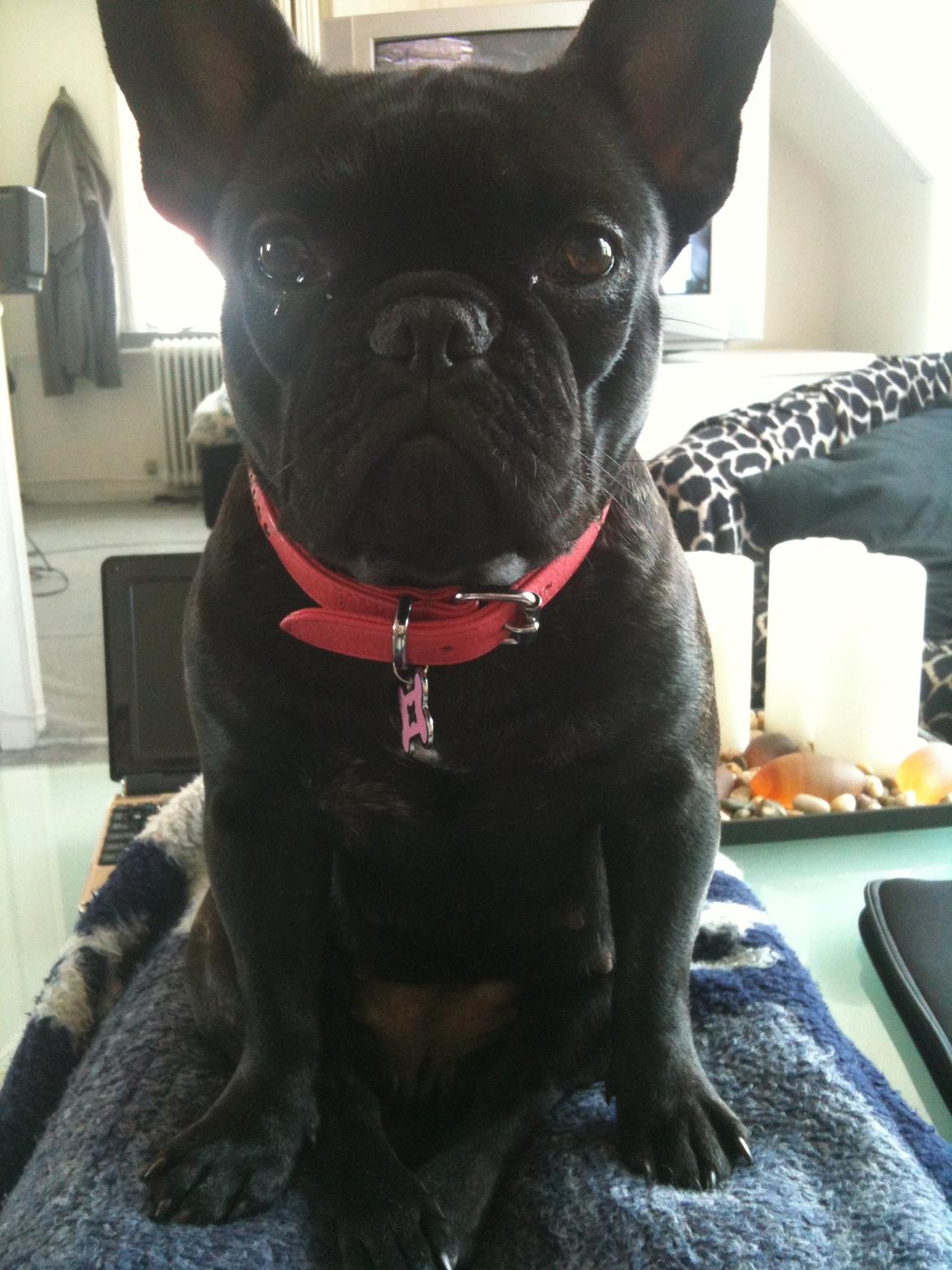 Fransk bulldog Norah billede 5