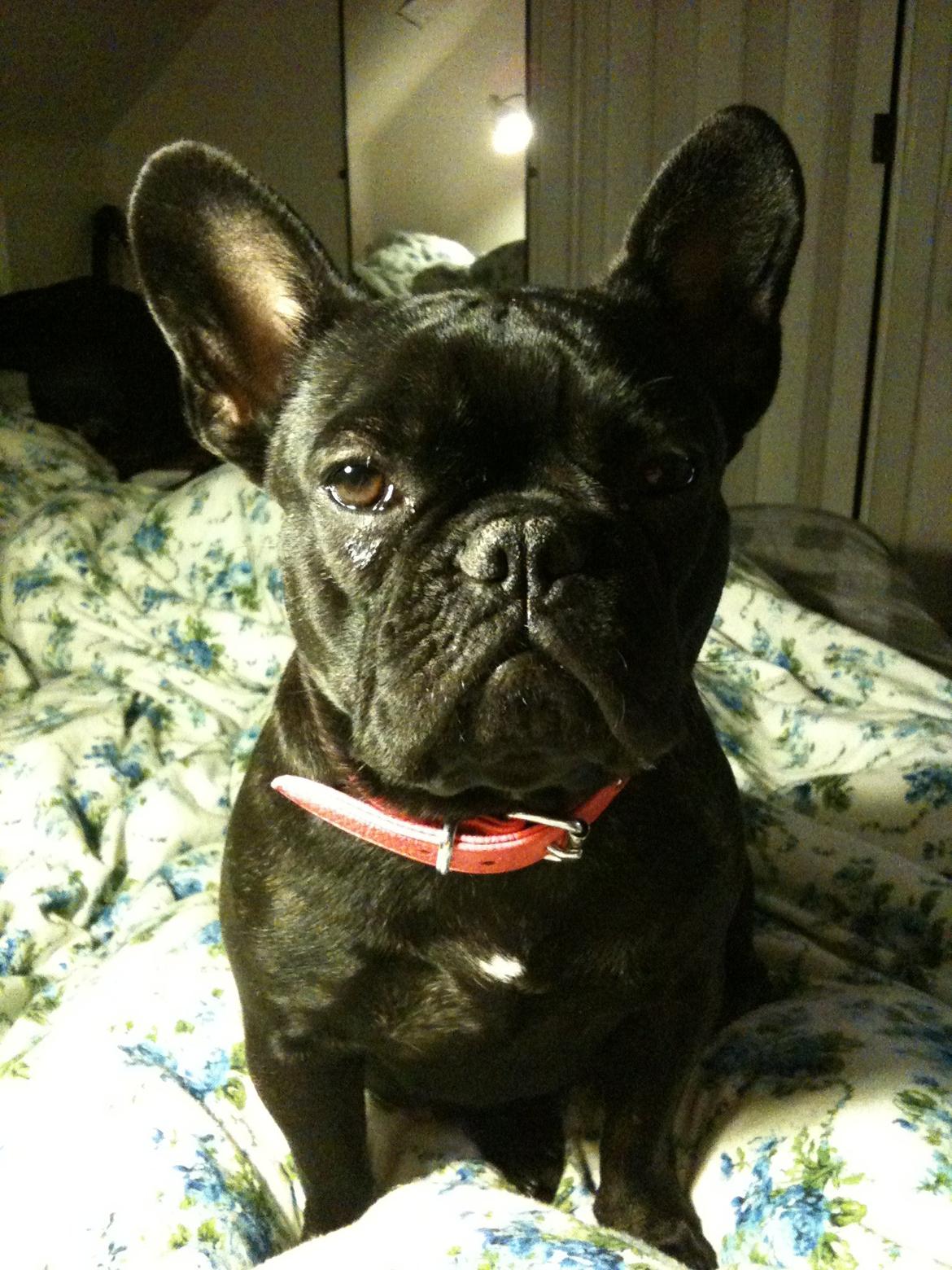 Fransk bulldog Norah billede 6