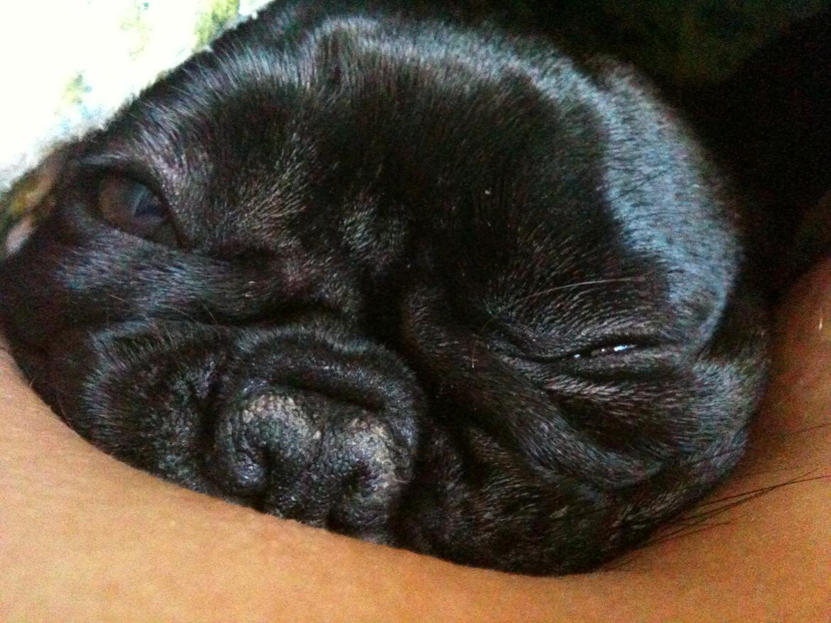 Fransk bulldog Norah billede 7