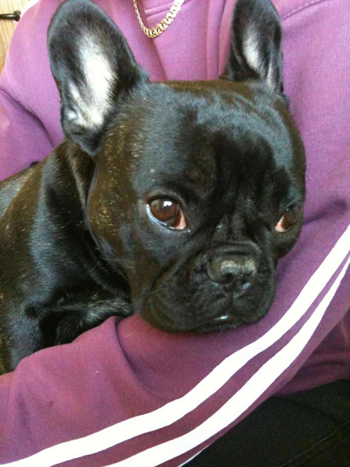 Fransk bulldog Norah billede 8