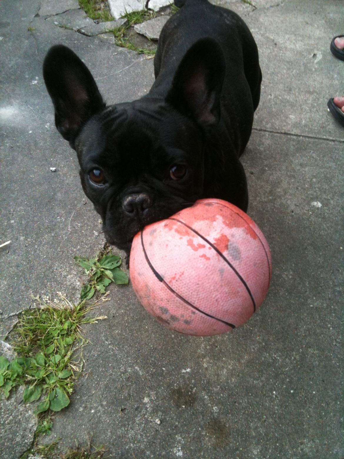 Fransk bulldog Norah billede 9