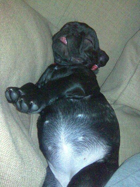 Fransk bulldog Norah billede 10