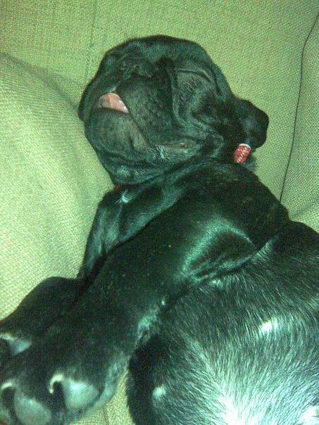 Fransk bulldog Norah billede 11