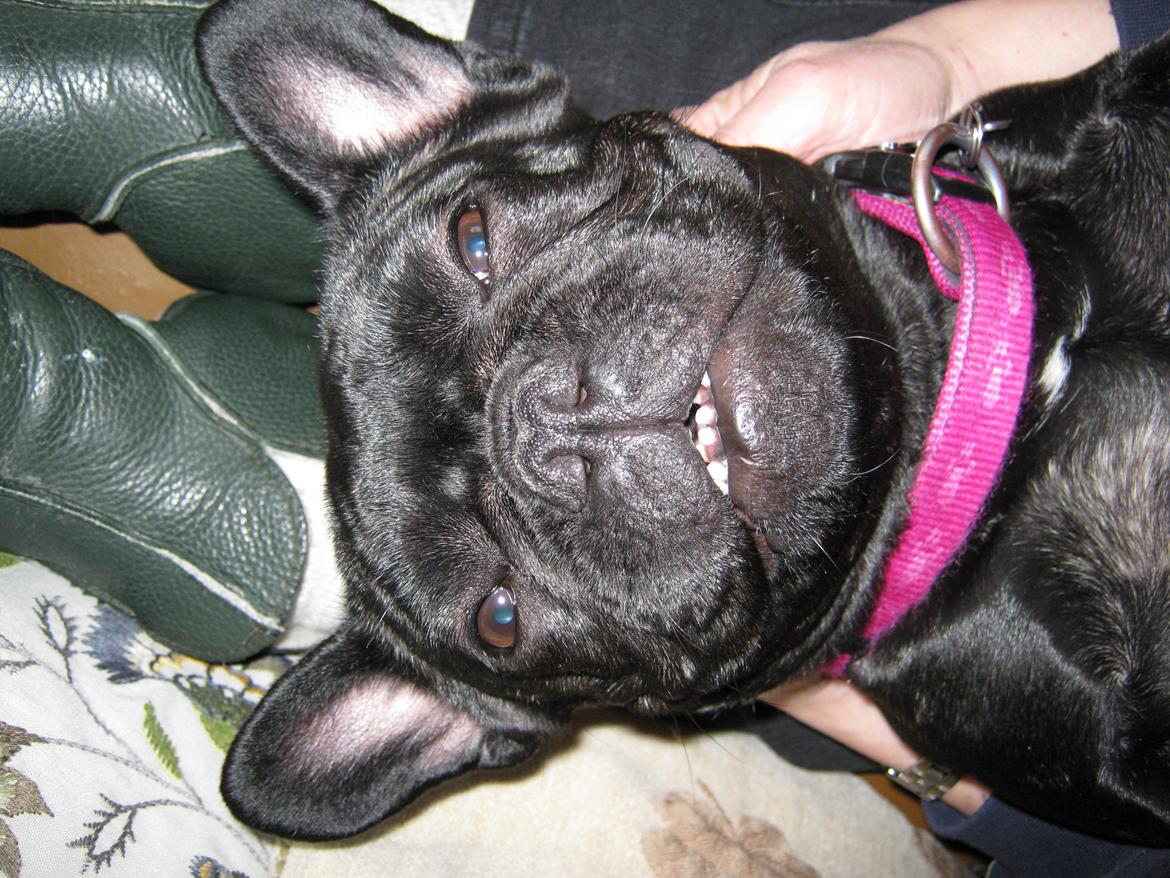 Fransk bulldog Norah billede 12