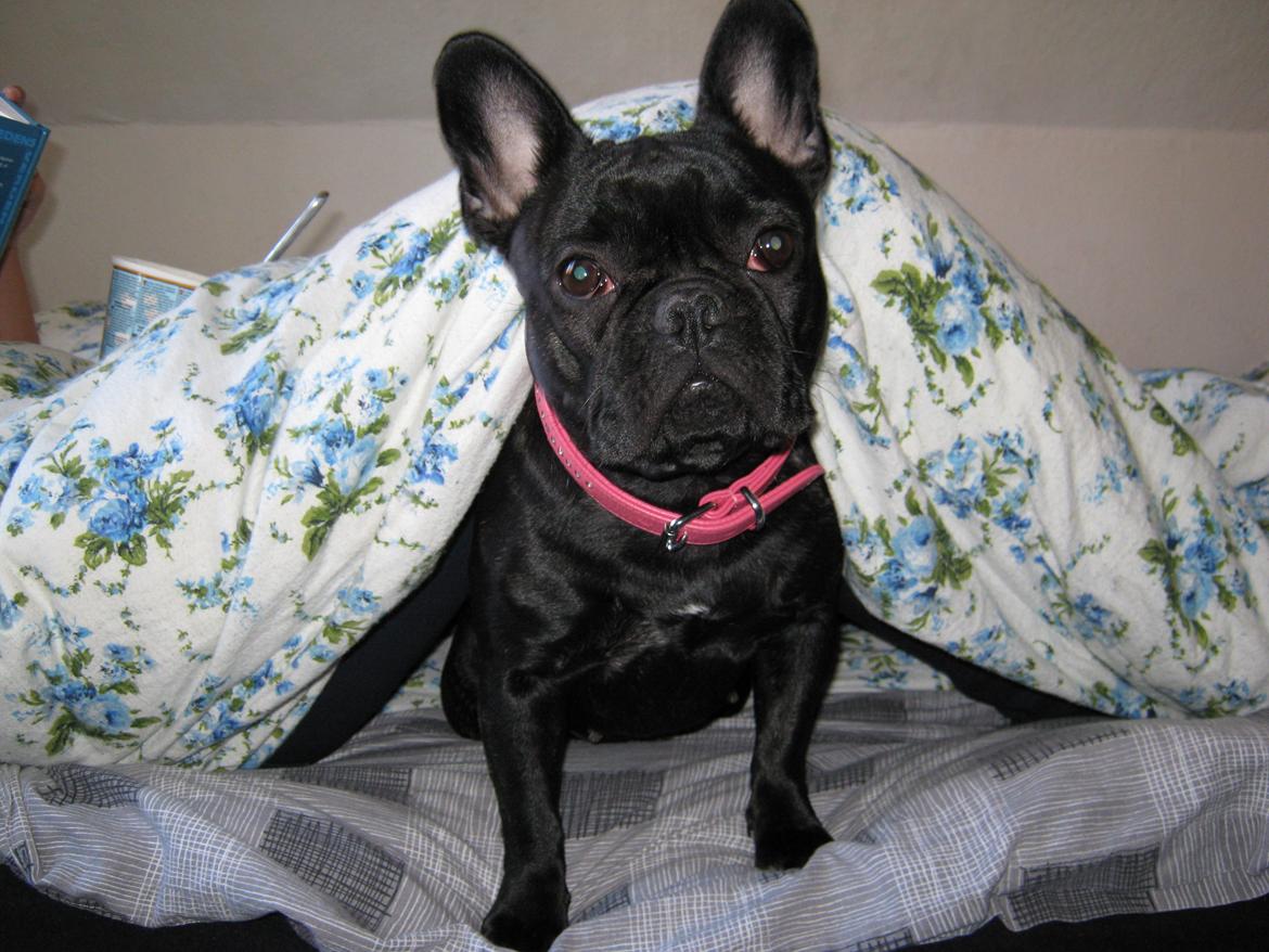 Fransk bulldog Norah billede 13