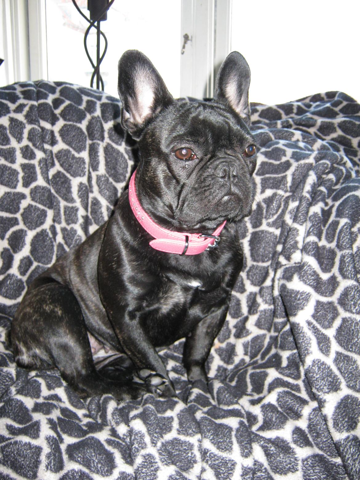 Fransk bulldog Norah billede 15