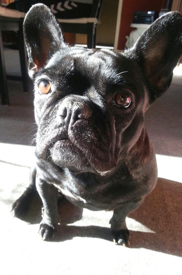 Fransk bulldog Norah billede 16