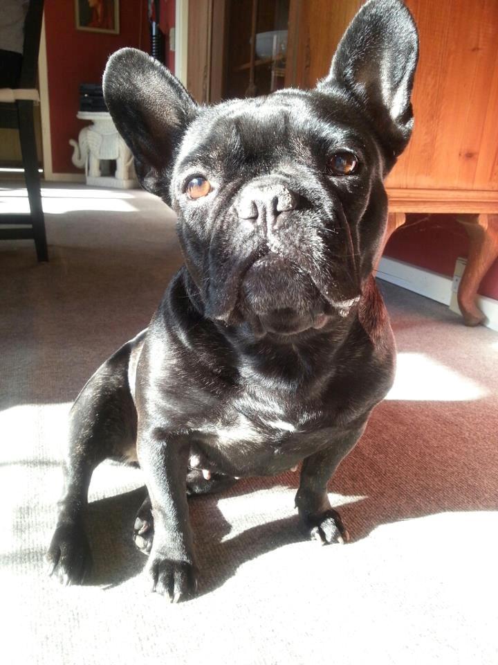 Fransk bulldog Norah billede 1