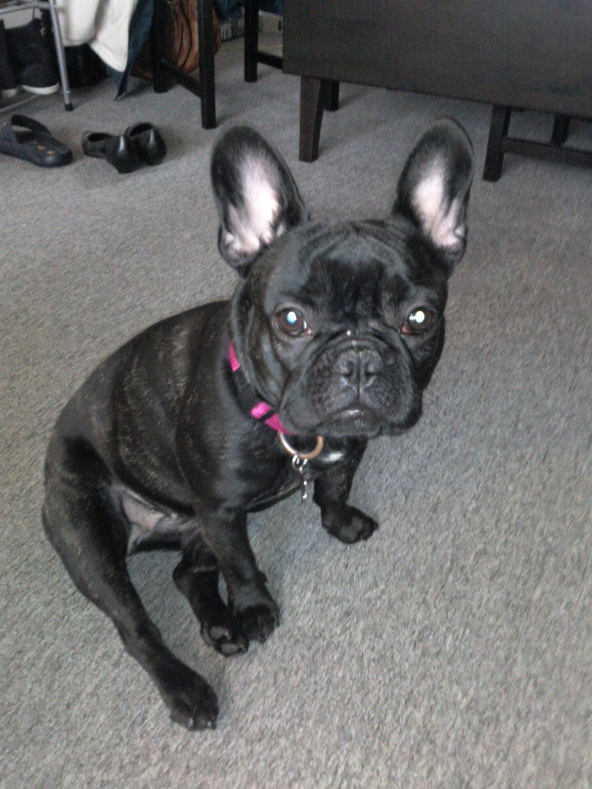 Fransk bulldog Norah billede 17