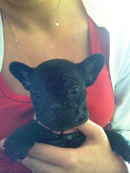 Fransk bulldog Norah billede 18