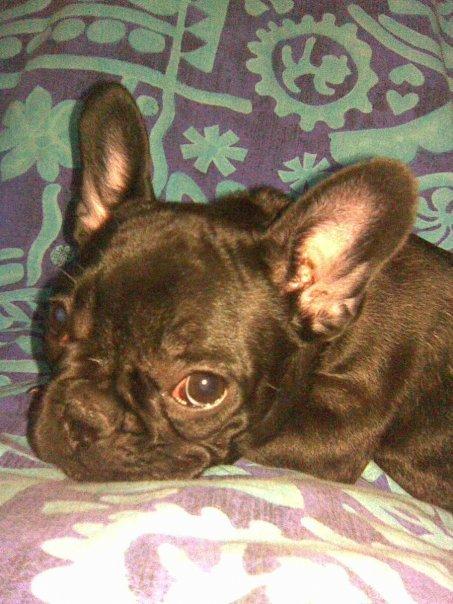 Fransk bulldog Norah billede 19