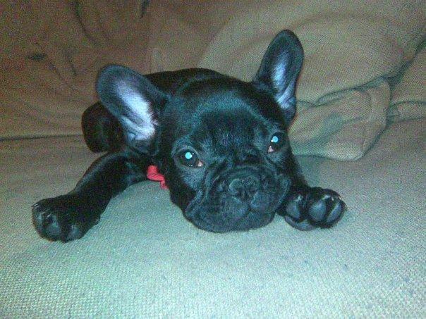 Fransk bulldog Norah billede 20