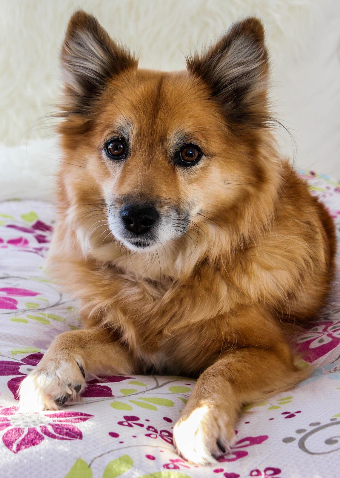 Islandsk fårehund ISHUNDUR'S RAUDKA billede 1