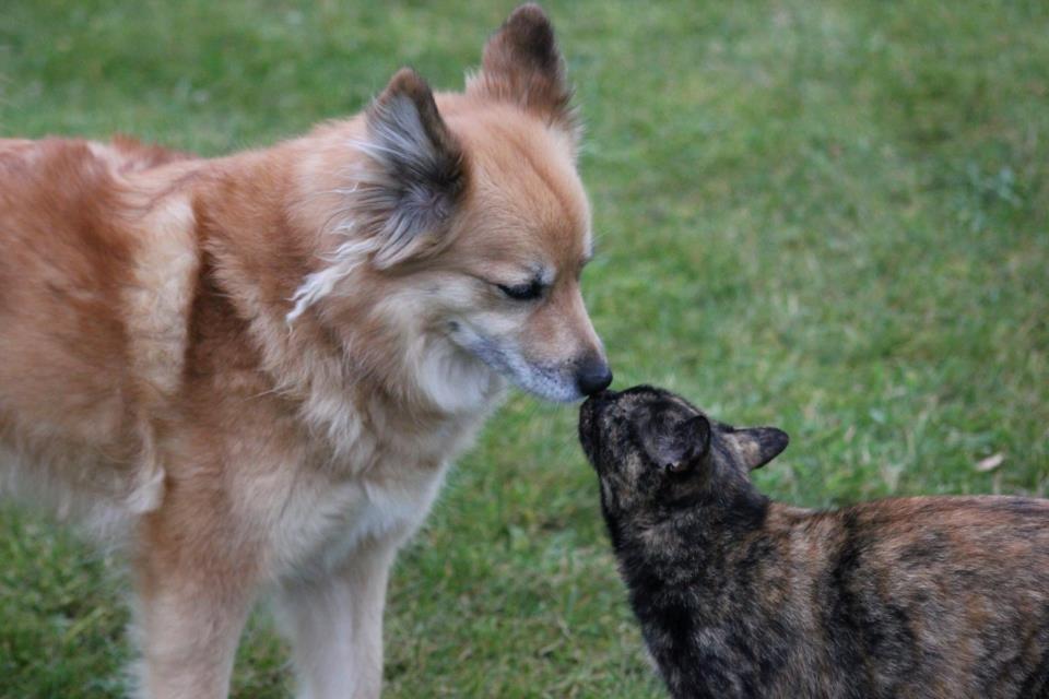 Islandsk fårehund ISHUNDUR'S RAUDKA billede 8