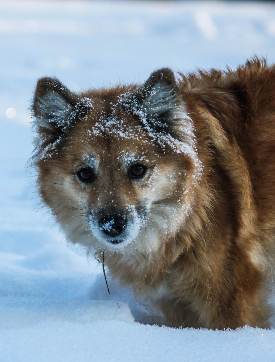 Islandsk fårehund ISHUNDUR'S RAUDKA billede 9