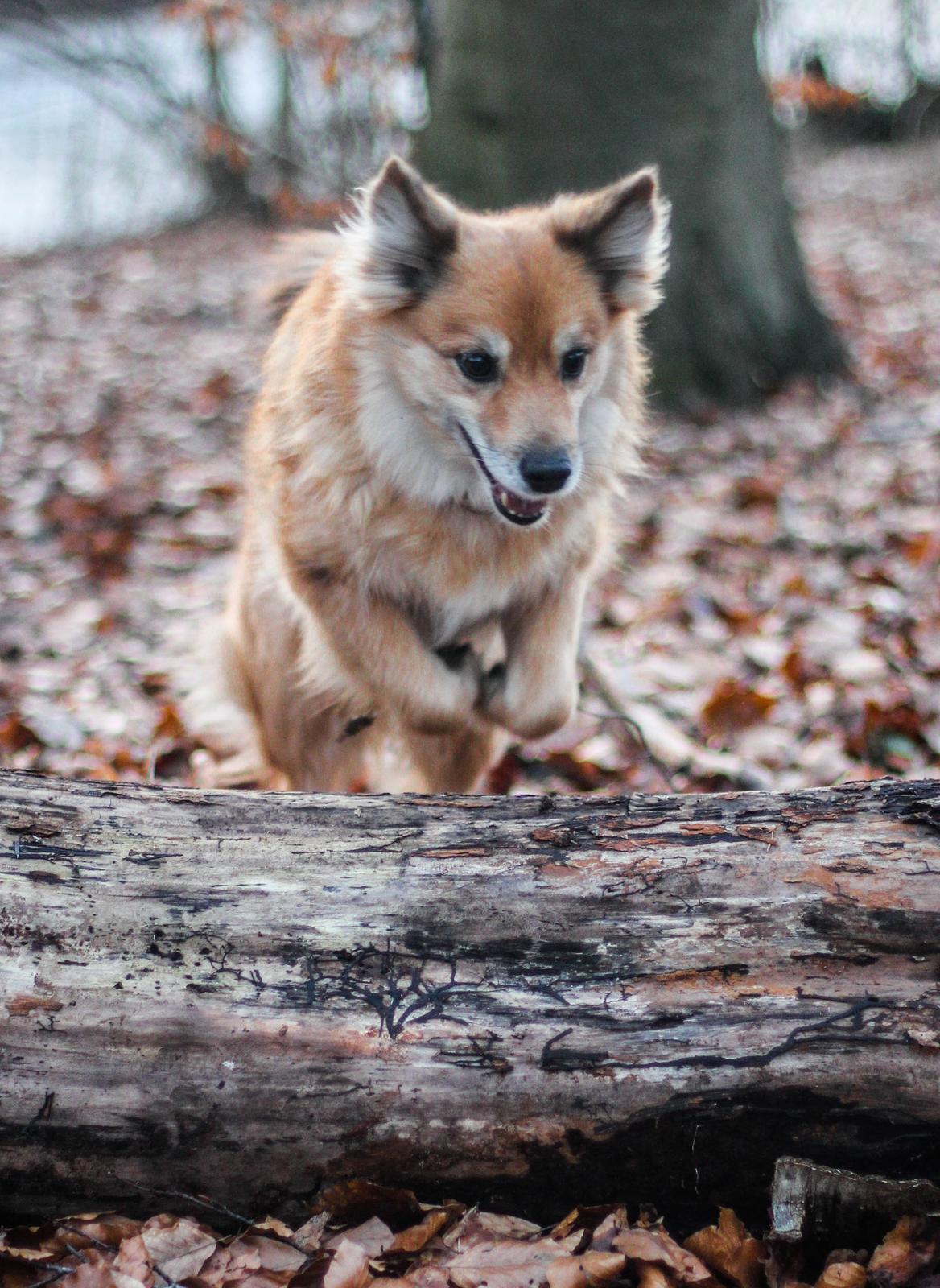 Islandsk fårehund ISHUNDUR'S RAUDKA billede 11