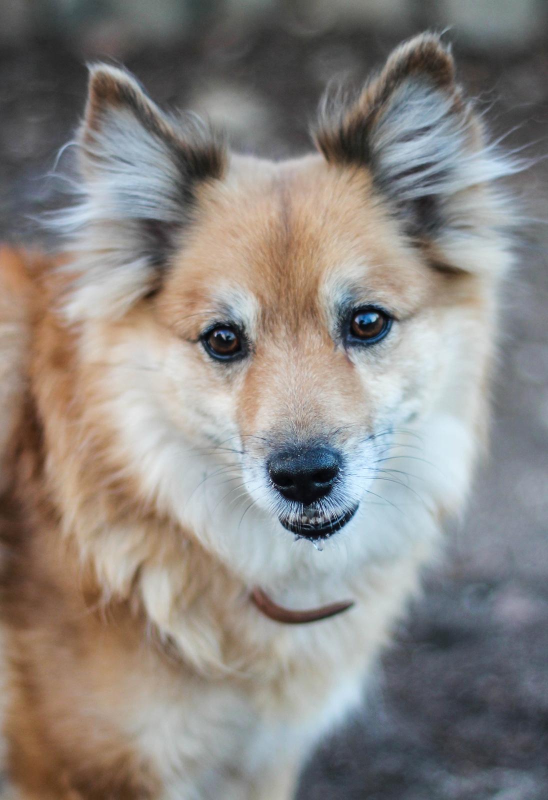 Islandsk fårehund ISHUNDUR'S RAUDKA billede 2