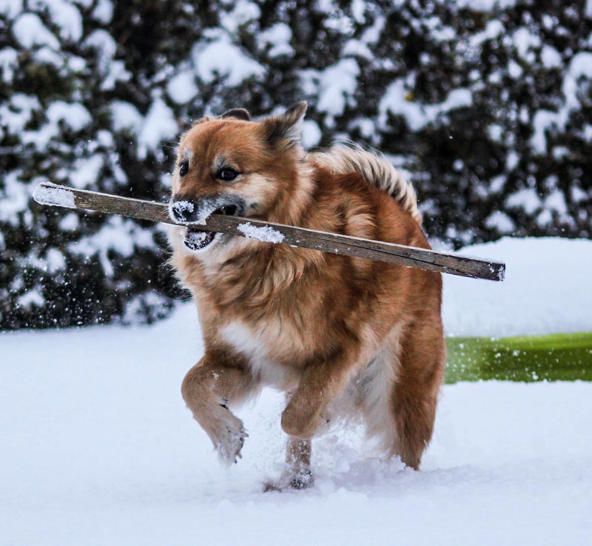 Islandsk fårehund ISHUNDUR'S RAUDKA billede 12