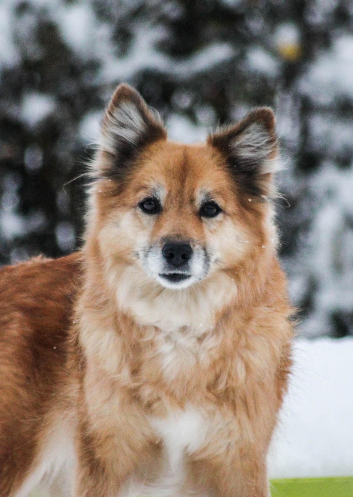 Islandsk fårehund ISHUNDUR'S RAUDKA billede 13