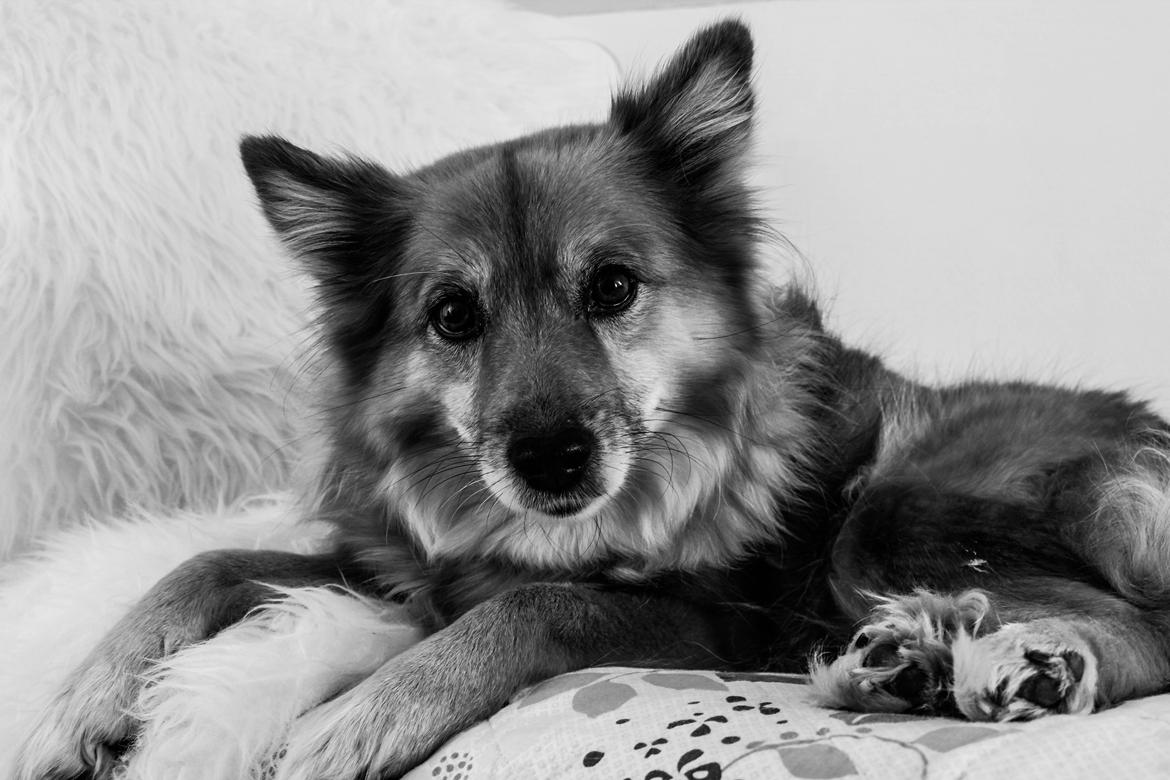 Islandsk fårehund ISHUNDUR'S RAUDKA billede 14