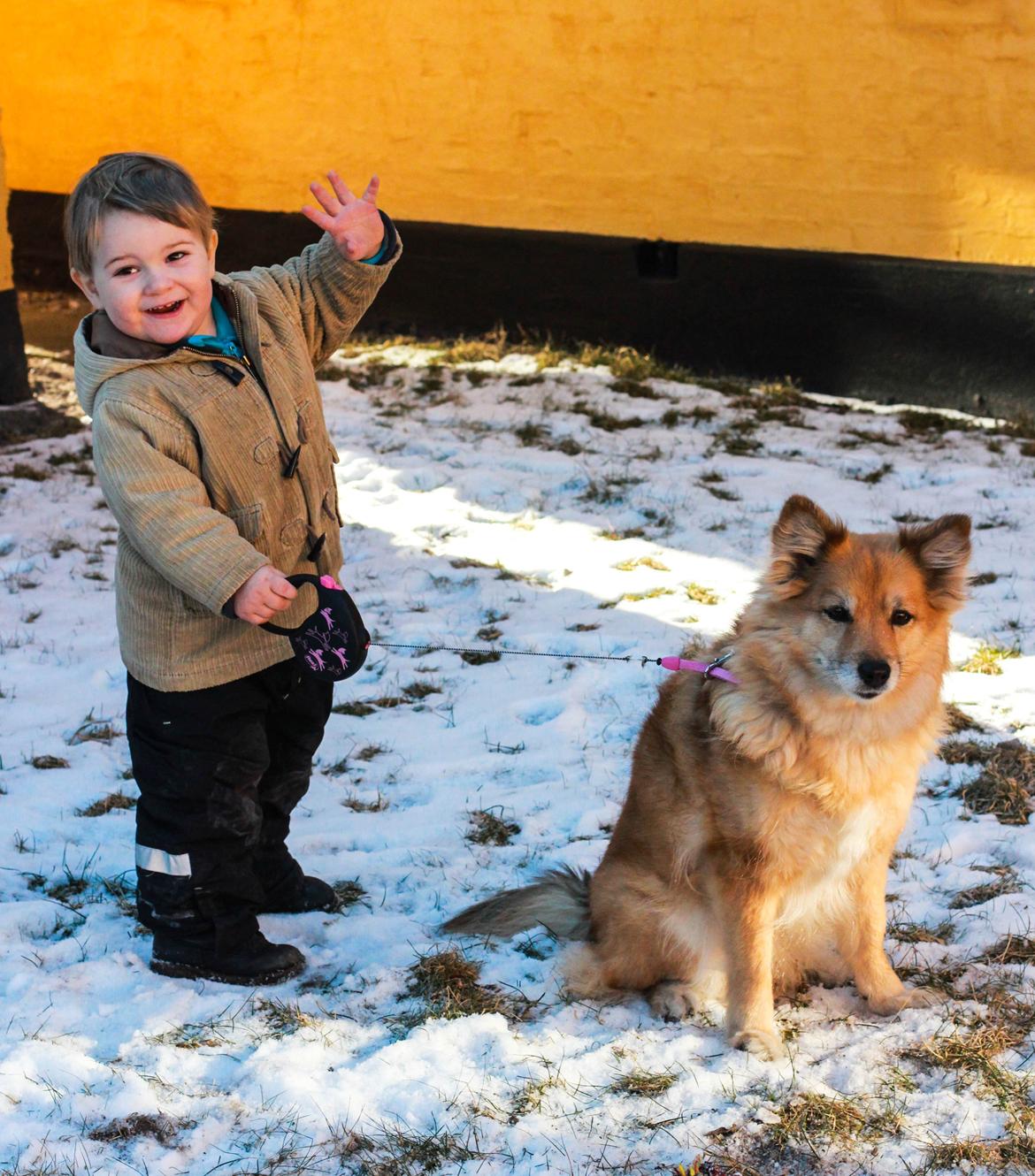 Islandsk fårehund ISHUNDUR'S RAUDKA billede 15