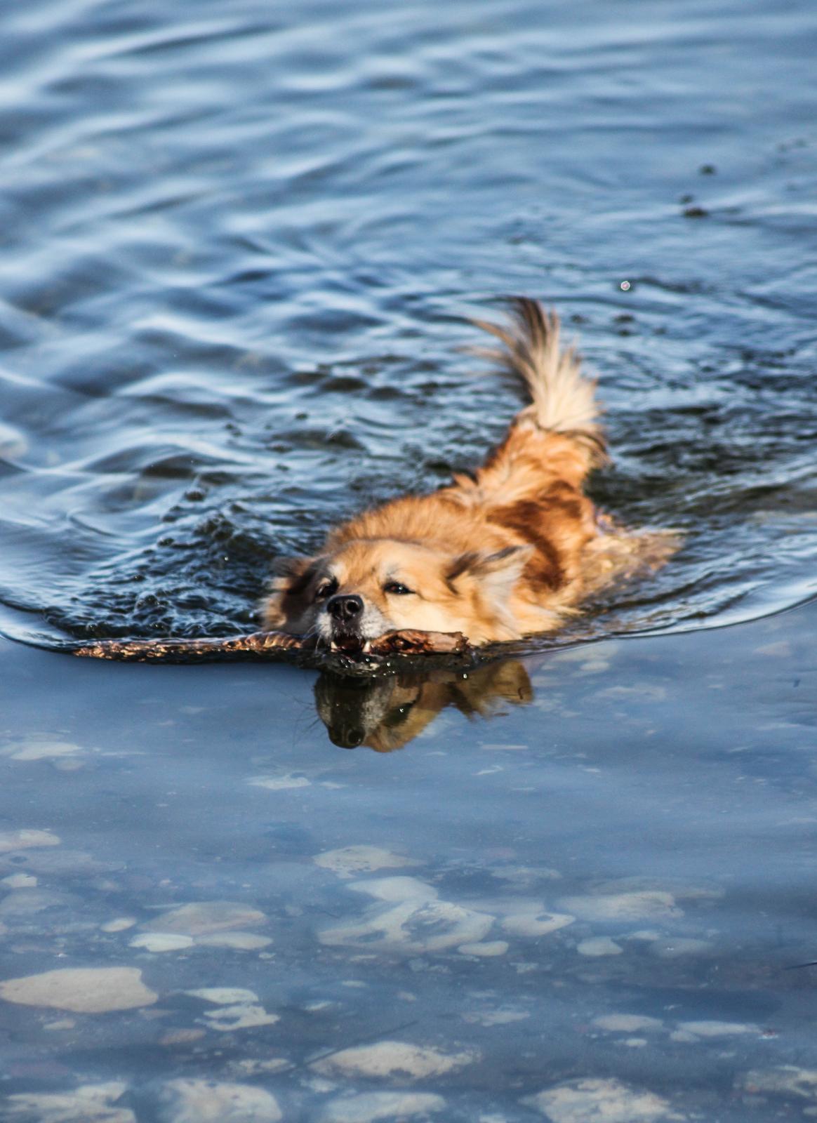 Islandsk fårehund ISHUNDUR'S RAUDKA billede 16
