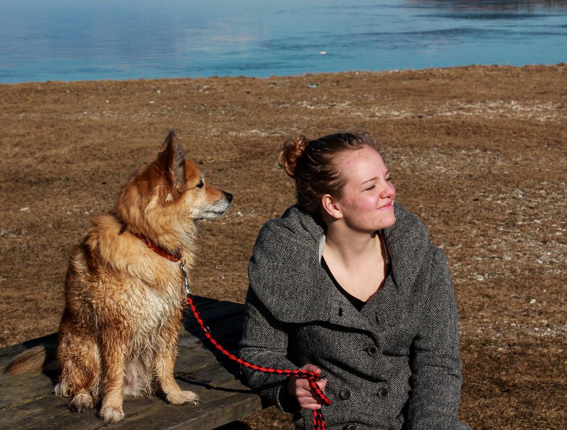 Islandsk fårehund ISHUNDUR'S RAUDKA billede 17