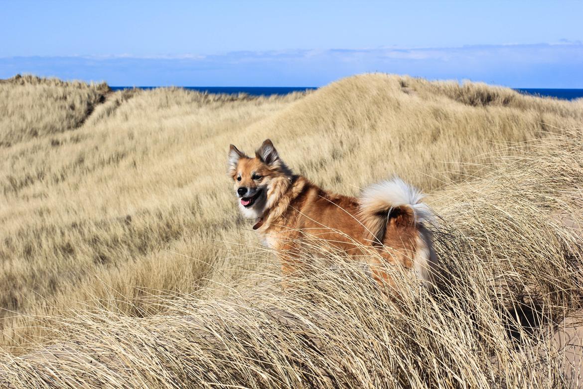 Islandsk fårehund ISHUNDUR'S RAUDKA billede 18