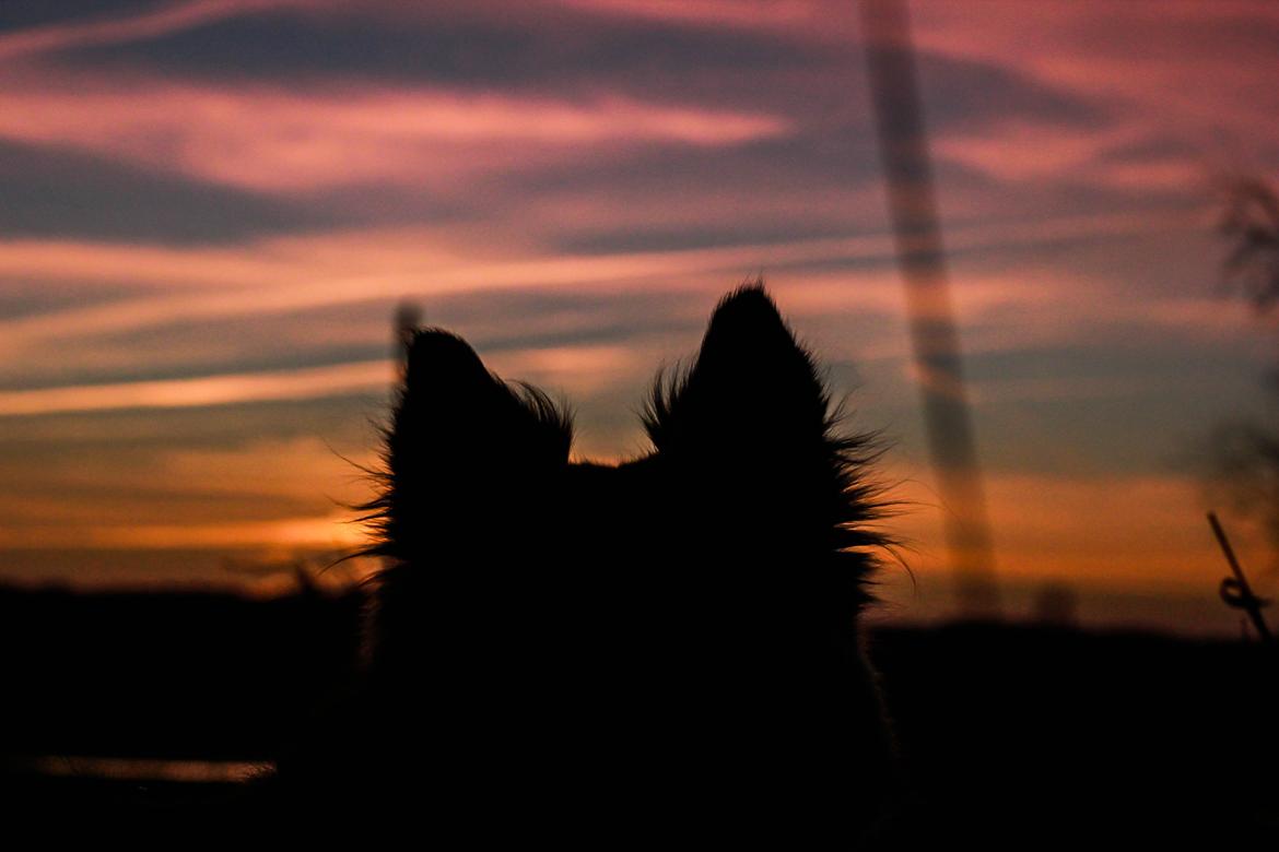 Islandsk fårehund ISHUNDUR'S RAUDKA billede 19