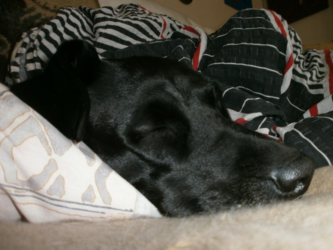 Labrador retriever †.R.I.P June.† 31-01-2014 billede 6