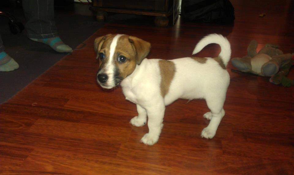 Jack russell terrier Rolf - Rolf 9 uger. billede 1
