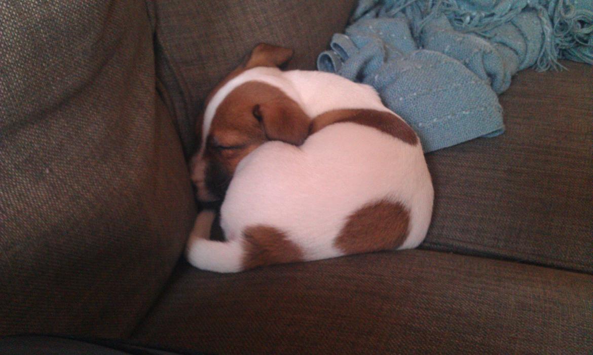 Jack russell terrier Rolf billede 2