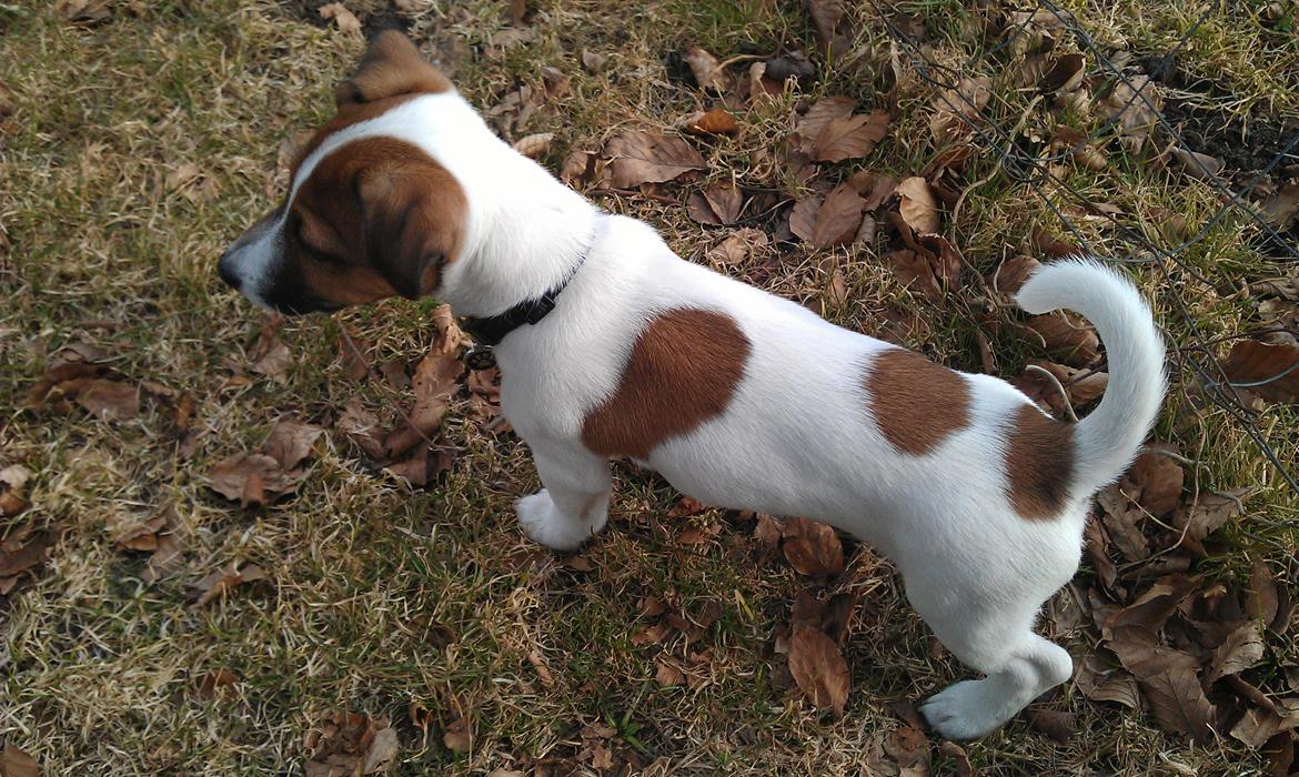 Jack russell terrier Rolf billede 3