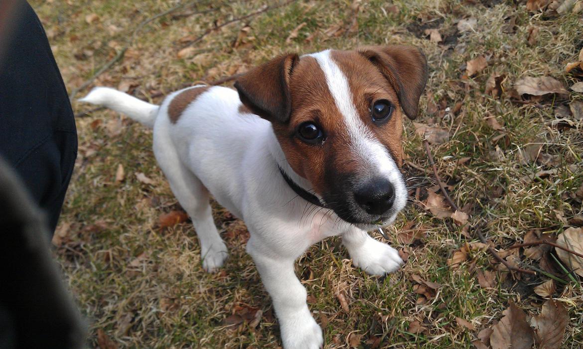 Jack russell terrier Rolf billede 4