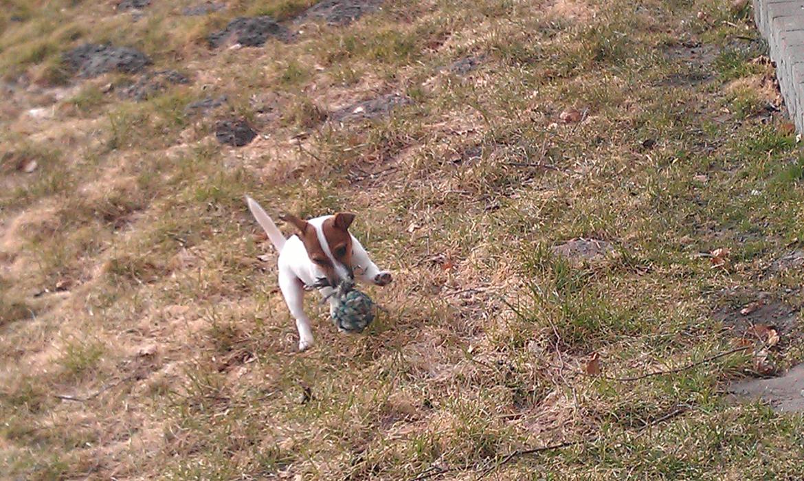 Jack russell terrier Rolf billede 5
