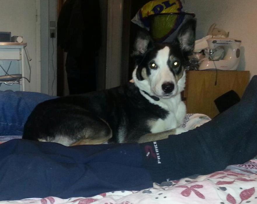 Blanding af racer nala - hygger ved morfar  billede 8