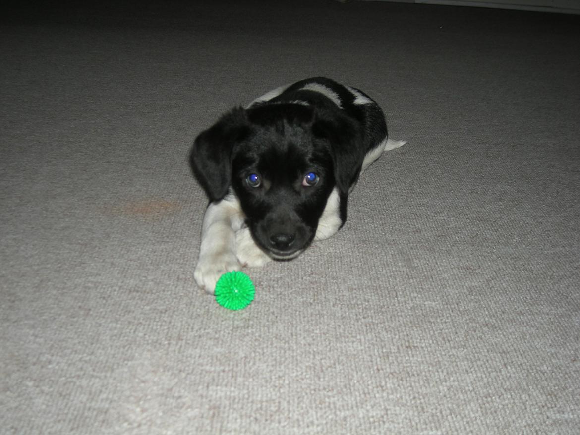 Blanding af racer Plet billede 1