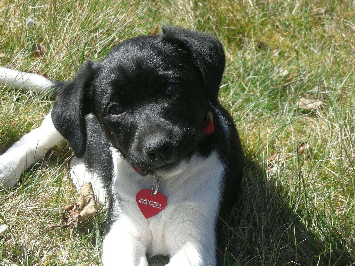 Blanding af racer Plet billede 2