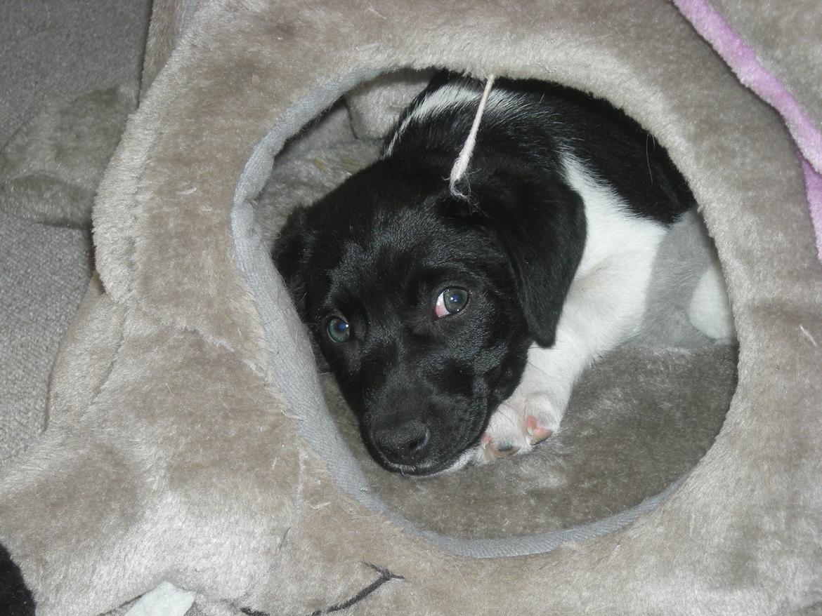 Blanding af racer Plet billede 3