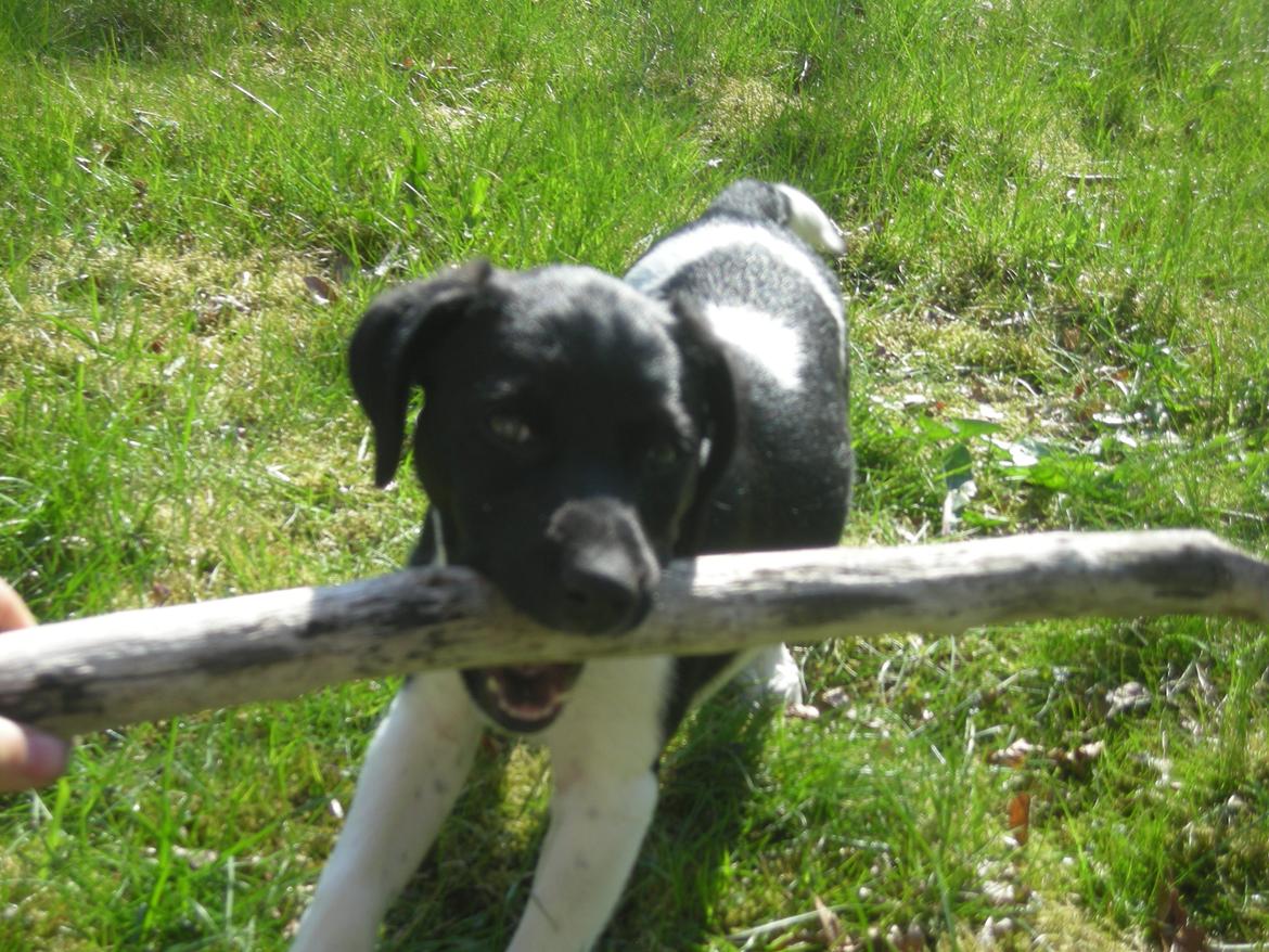 Blanding af racer Plet billede 4